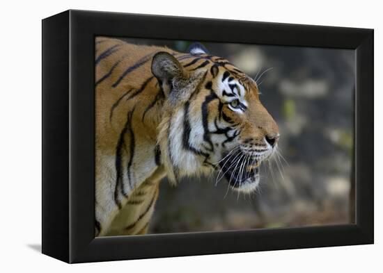 Malayan Tiger (Panthera Tigris Jacksoni), Malaysia-Daniel Heuclin-Framed Premier Image Canvas