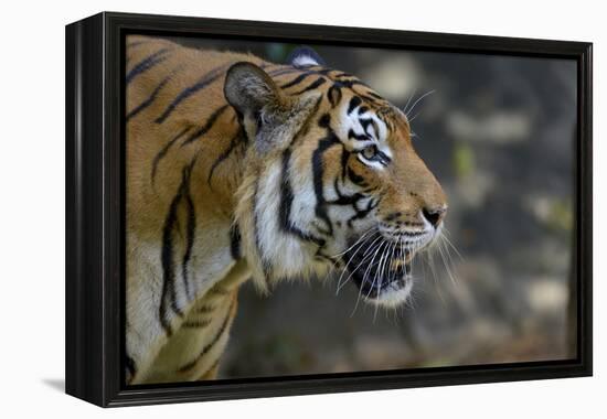 Malayan Tiger (Panthera Tigris Jacksoni), Malaysia-Daniel Heuclin-Framed Premier Image Canvas