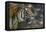 Malayan Tiger (Panthera Tigris Jacksoni), Malaysia-Daniel Heuclin-Framed Premier Image Canvas