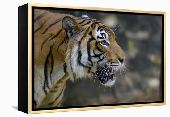 Malayan Tiger (Panthera Tigris Jacksoni), Malaysia-Daniel Heuclin-Framed Premier Image Canvas