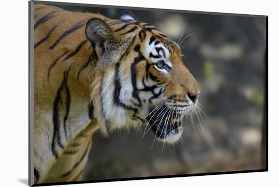 Malayan Tiger (Panthera Tigris Jacksoni), Malaysia-Daniel Heuclin-Mounted Photographic Print