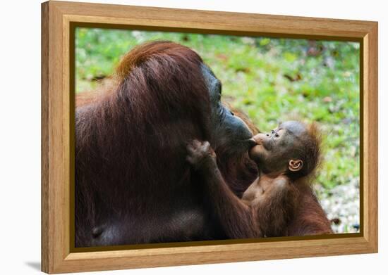 Malaysia, Sarawak, Semenggoh Nature Reserve, Orangutan and Baby-Nico Tondini-Framed Premier Image Canvas