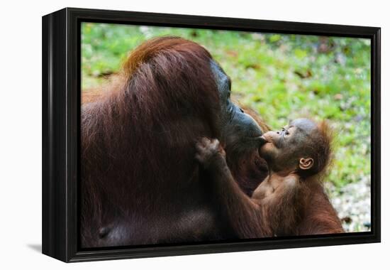 Malaysia, Sarawak, Semenggoh Nature Reserve, Orangutan and Baby-Nico Tondini-Framed Premier Image Canvas