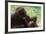 Malaysia, Sarawak, Semenggoh Nature Reserve, Orangutan and Baby-Nico Tondini-Framed Photographic Print