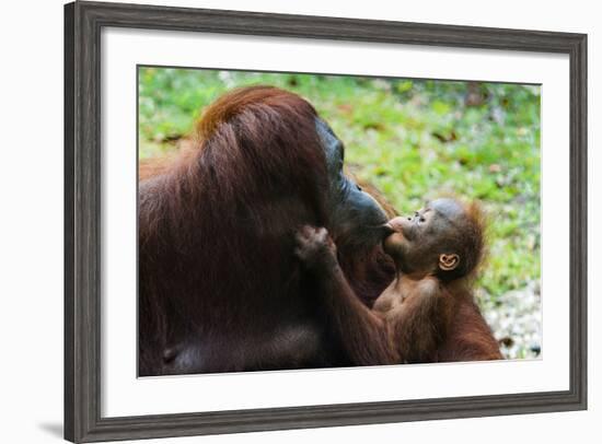 Malaysia, Sarawak, Semenggoh Nature Reserve, Orangutan and Baby-Nico Tondini-Framed Photographic Print