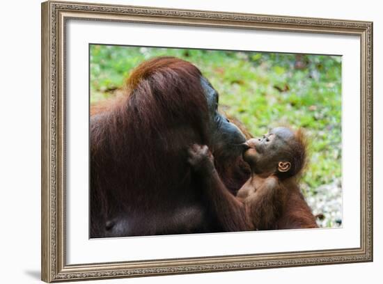 Malaysia, Sarawak, Semenggoh Nature Reserve, Orangutan and Baby-Nico Tondini-Framed Photographic Print