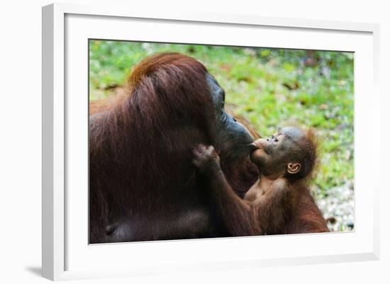 Malaysia, Sarawak, Semenggoh Nature Reserve, Orangutan and Baby-Nico Tondini-Framed Photographic Print