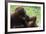 Malaysia, Sarawak, Semenggoh Nature Reserve, Orangutan and Baby-Nico Tondini-Framed Photographic Print