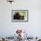 Malaysia, Sarawak, Semenggoh Nature Reserve, Orangutan and Baby-Nico Tondini-Framed Photographic Print displayed on a wall