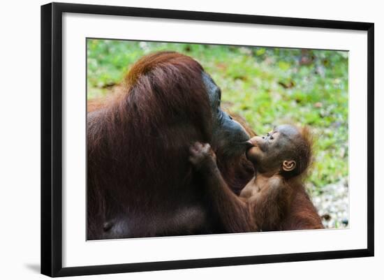 Malaysia, Sarawak, Semenggoh Nature Reserve, Orangutan and Baby-Nico Tondini-Framed Photographic Print