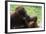 Malaysia, Sarawak, Semenggoh Nature Reserve, Orangutan and Baby-Nico Tondini-Framed Photographic Print