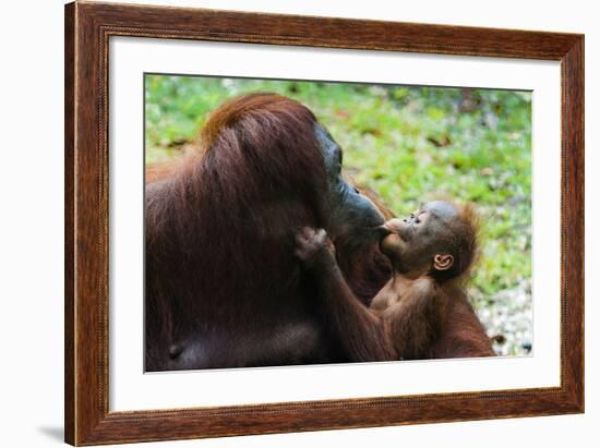 Malaysia, Sarawak, Semenggoh Nature Reserve, Orangutan and Baby-Nico Tondini-Framed Photographic Print