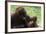 Malaysia, Sarawak, Semenggoh Nature Reserve, Orangutan and Baby-Nico Tondini-Framed Photographic Print