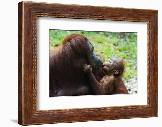 Malaysia, Sarawak, Semenggoh Nature Reserve, Orangutan and Baby-Nico Tondini-Framed Photographic Print