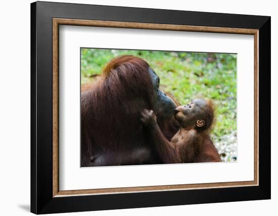 Malaysia, Sarawak, Semenggoh Nature Reserve, Orangutan and Baby-Nico Tondini-Framed Photographic Print