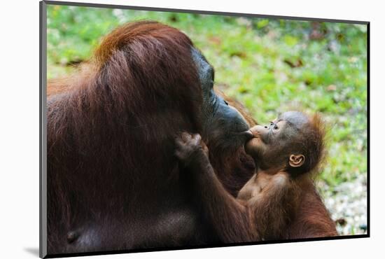 Malaysia, Sarawak, Semenggoh Nature Reserve, Orangutan and Baby-Nico Tondini-Mounted Photographic Print