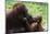 Malaysia, Sarawak, Semenggoh Nature Reserve, Orangutan and Baby-Nico Tondini-Mounted Photographic Print