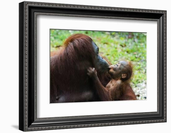 Malaysia, Sarawak, Semenggoh Nature Reserve, Orangutan and Baby-Nico Tondini-Framed Photographic Print