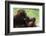 Malaysia, Sarawak, Semenggoh Nature Reserve, Orangutan and Baby-Nico Tondini-Framed Photographic Print