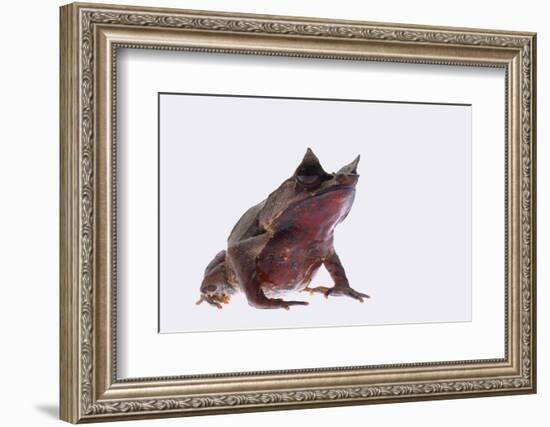 Malaysian Horned Frog-DLILLC-Framed Photographic Print