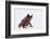 Malaysian Horned Frog-DLILLC-Framed Photographic Print