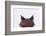 Malaysian Horned Frog-DLILLC-Framed Photographic Print