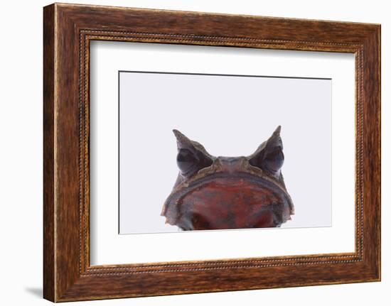 Malaysian Horned Frog-DLILLC-Framed Photographic Print