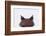 Malaysian Horned Frog-DLILLC-Framed Photographic Print