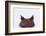 Malaysian Horned Frog-DLILLC-Framed Photographic Print