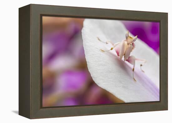 Malaysian Orchid Mantis (Hymenopus Coronatus) Pink Colour Morph, Camouflaged On An Orchid-Alex Hyde-Framed Premier Image Canvas