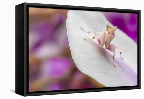 Malaysian Orchid Mantis (Hymenopus Coronatus) Pink Colour Morph, Camouflaged On An Orchid-Alex Hyde-Framed Premier Image Canvas