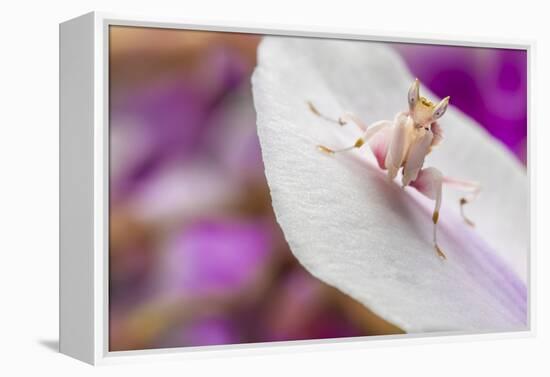 Malaysian Orchid Mantis (Hymenopus Coronatus) Pink Colour Morph, Camouflaged On An Orchid-Alex Hyde-Framed Premier Image Canvas