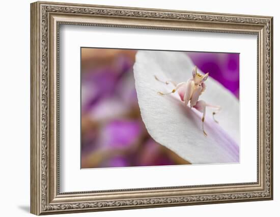 Malaysian Orchid Mantis (Hymenopus Coronatus) Pink Colour Morph, Camouflaged On An Orchid-Alex Hyde-Framed Photographic Print