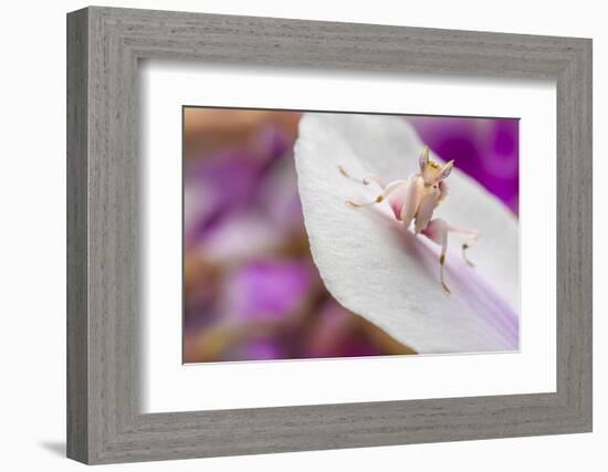 Malaysian Orchid Mantis (Hymenopus Coronatus) Pink Colour Morph, Camouflaged On An Orchid-Alex Hyde-Framed Photographic Print