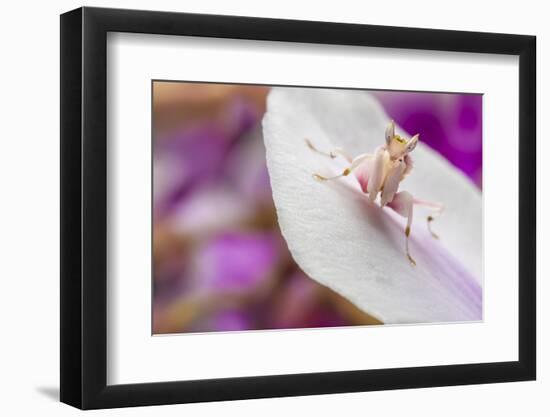 Malaysian Orchid Mantis (Hymenopus Coronatus) Pink Colour Morph, Camouflaged On An Orchid-Alex Hyde-Framed Photographic Print