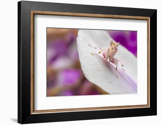 Malaysian Orchid Mantis (Hymenopus Coronatus) Pink Colour Morph, Camouflaged On An Orchid-Alex Hyde-Framed Photographic Print
