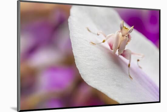 Malaysian Orchid Mantis (Hymenopus Coronatus) Pink Colour Morph, Camouflaged On An Orchid-Alex Hyde-Mounted Photographic Print