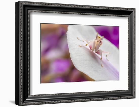 Malaysian Orchid Mantis (Hymenopus Coronatus) Pink Colour Morph, Camouflaged On An Orchid-Alex Hyde-Framed Photographic Print