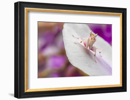 Malaysian Orchid Mantis (Hymenopus Coronatus) Pink Colour Morph, Camouflaged On An Orchid-Alex Hyde-Framed Photographic Print