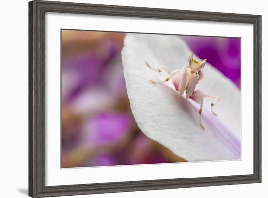 Malaysian Orchid Mantis (Hymenopus Coronatus) Pink Colour Morph, Camouflaged On An Orchid-Alex Hyde-Framed Photographic Print