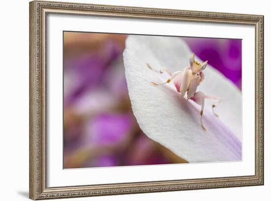 Malaysian Orchid Mantis (Hymenopus Coronatus) Pink Colour Morph, Camouflaged On An Orchid-Alex Hyde-Framed Photographic Print