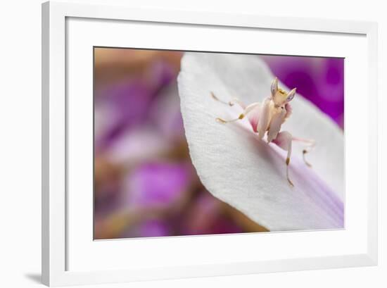 Malaysian Orchid Mantis (Hymenopus Coronatus) Pink Colour Morph, Camouflaged On An Orchid-Alex Hyde-Framed Photographic Print