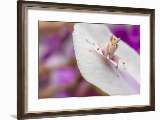 Malaysian Orchid Mantis (Hymenopus Coronatus) Pink Colour Morph, Camouflaged On An Orchid-Alex Hyde-Framed Photographic Print