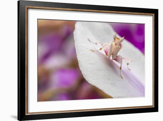 Malaysian Orchid Mantis (Hymenopus Coronatus) Pink Colour Morph, Camouflaged On An Orchid-Alex Hyde-Framed Photographic Print