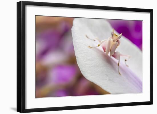 Malaysian Orchid Mantis (Hymenopus Coronatus) Pink Colour Morph, Camouflaged On An Orchid-Alex Hyde-Framed Photographic Print