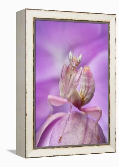 Malaysian Orchid Mantis (Hymenopus Coronatus) Pink Colour Morph, Camouflaged On An Orchid-Alex Hyde-Framed Premier Image Canvas