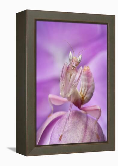 Malaysian Orchid Mantis (Hymenopus Coronatus) Pink Colour Morph, Camouflaged On An Orchid-Alex Hyde-Framed Premier Image Canvas