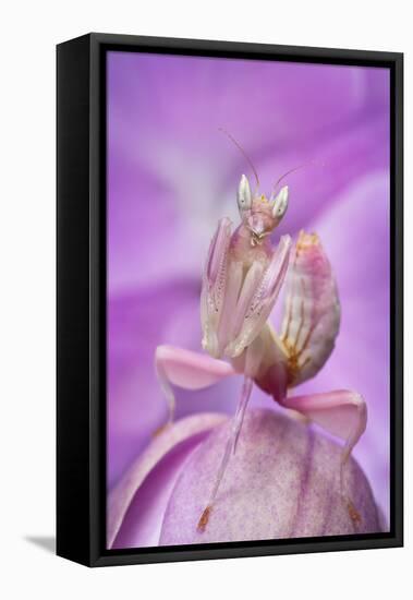 Malaysian Orchid Mantis (Hymenopus Coronatus) Pink Colour Morph, Camouflaged On An Orchid-Alex Hyde-Framed Premier Image Canvas