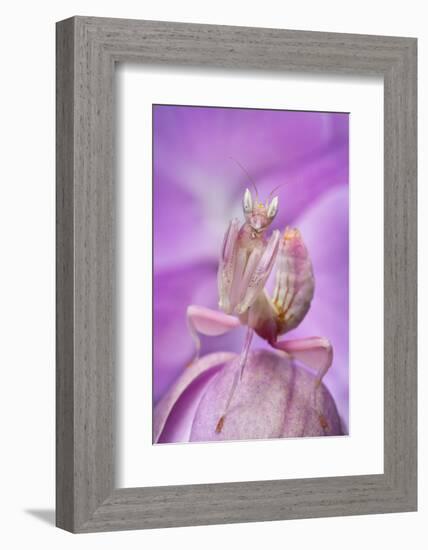 Malaysian Orchid Mantis (Hymenopus Coronatus) Pink Colour Morph, Camouflaged On An Orchid-Alex Hyde-Framed Photographic Print