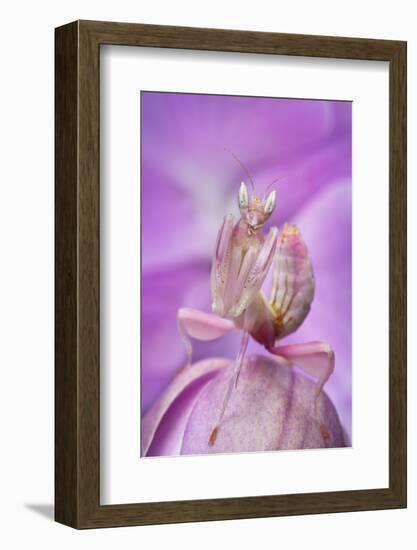 Malaysian Orchid Mantis (Hymenopus Coronatus) Pink Colour Morph, Camouflaged On An Orchid-Alex Hyde-Framed Photographic Print